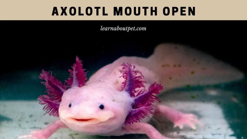 Axolotl mouth open