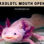 Axolotl mouth open