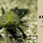 Axolotl Sand : Can You Put Sand In Axolotl Tank? 7 Clear Facts Axolotl sand