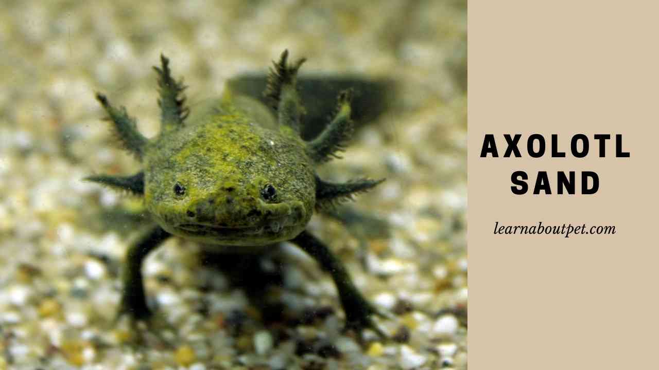 Axolotl Sand Can You Put Sand In Axolotl Tank? 7 Clear Facts