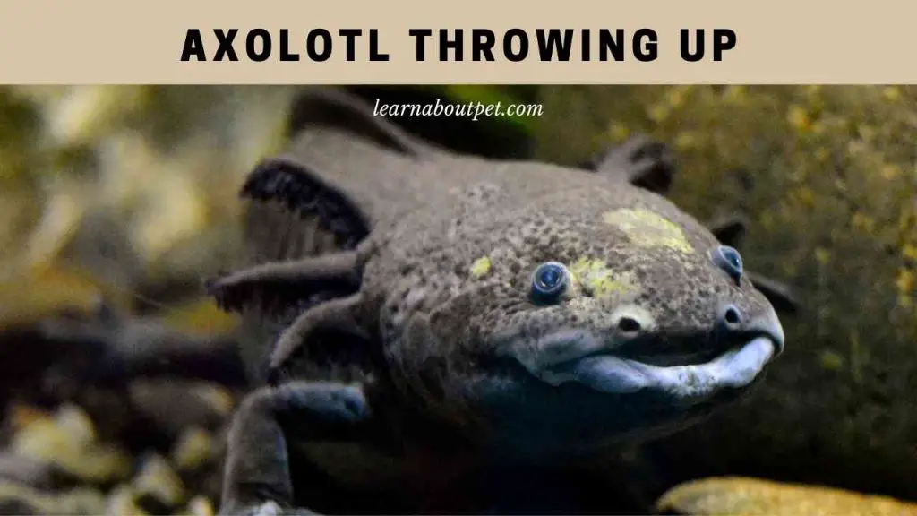 Axolotl throwing up