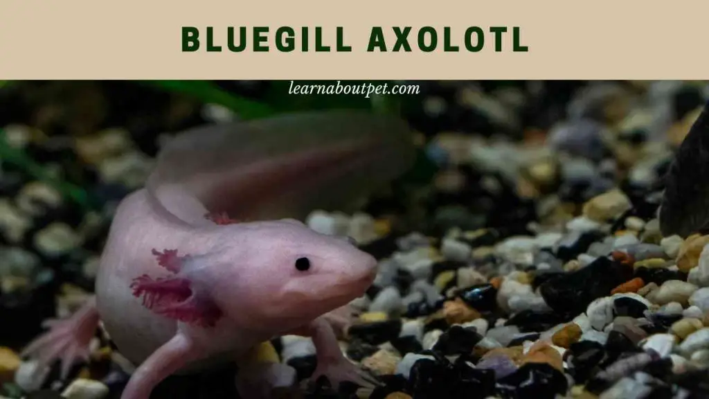 Bluegill axolotl