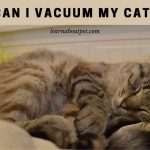 Can I vacuum my cat