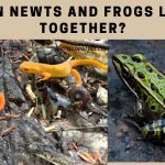 Can newts and frogs live together