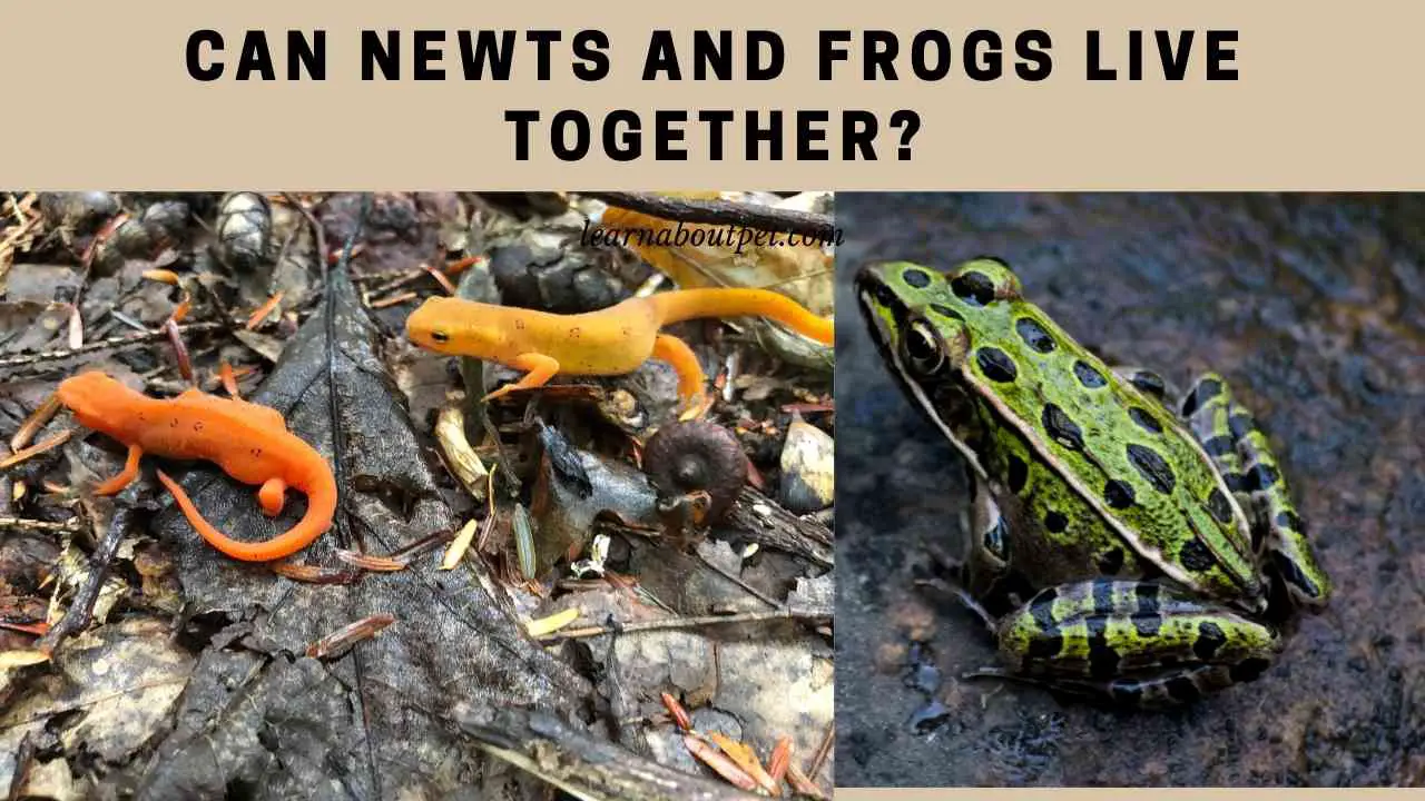 Can Newts And Frogs Live Together? (7 Clear Facts) - 2024