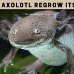 Can an axolotl regrow its head
