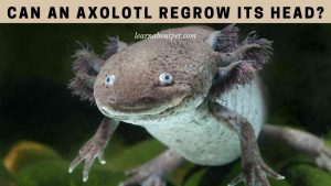 Can An Axolotl Regrow Its Head? 7 Interesting Facts - 2023