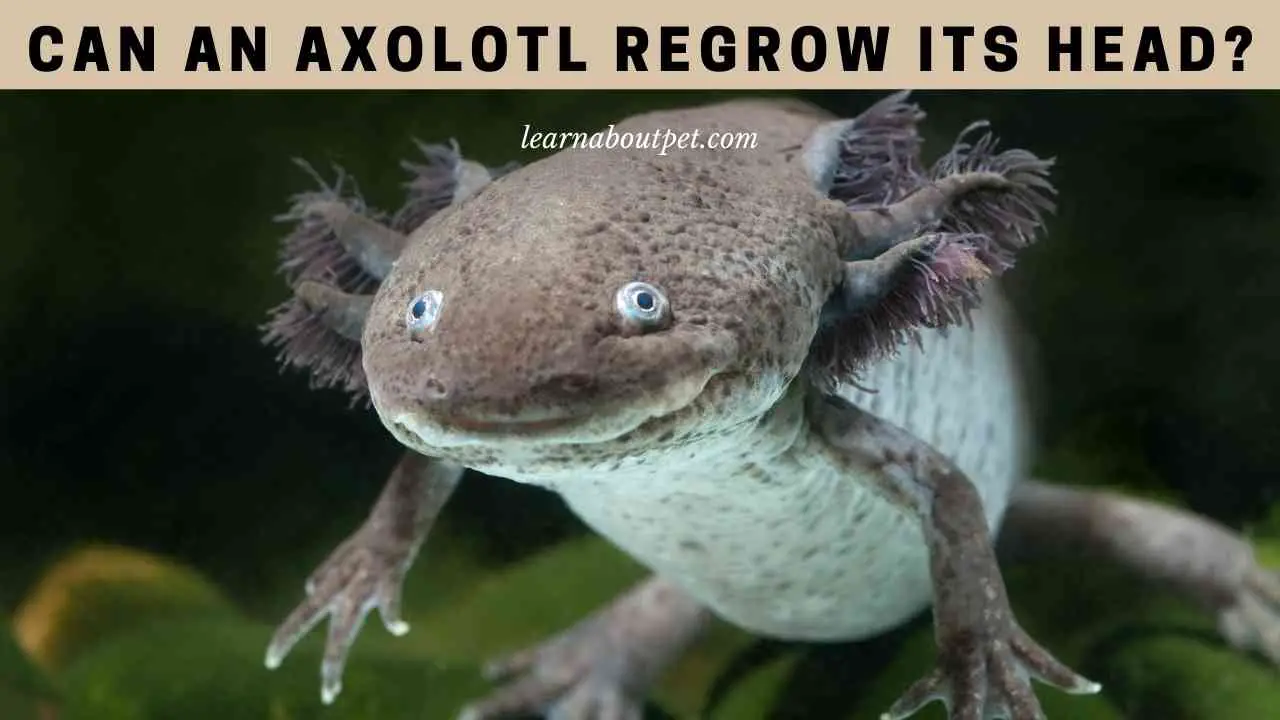 Can An Axolotl Regrow Its Head? 7 Interesting Facts 2023