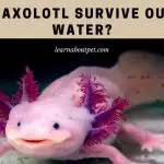 Can axolotl survive out of water