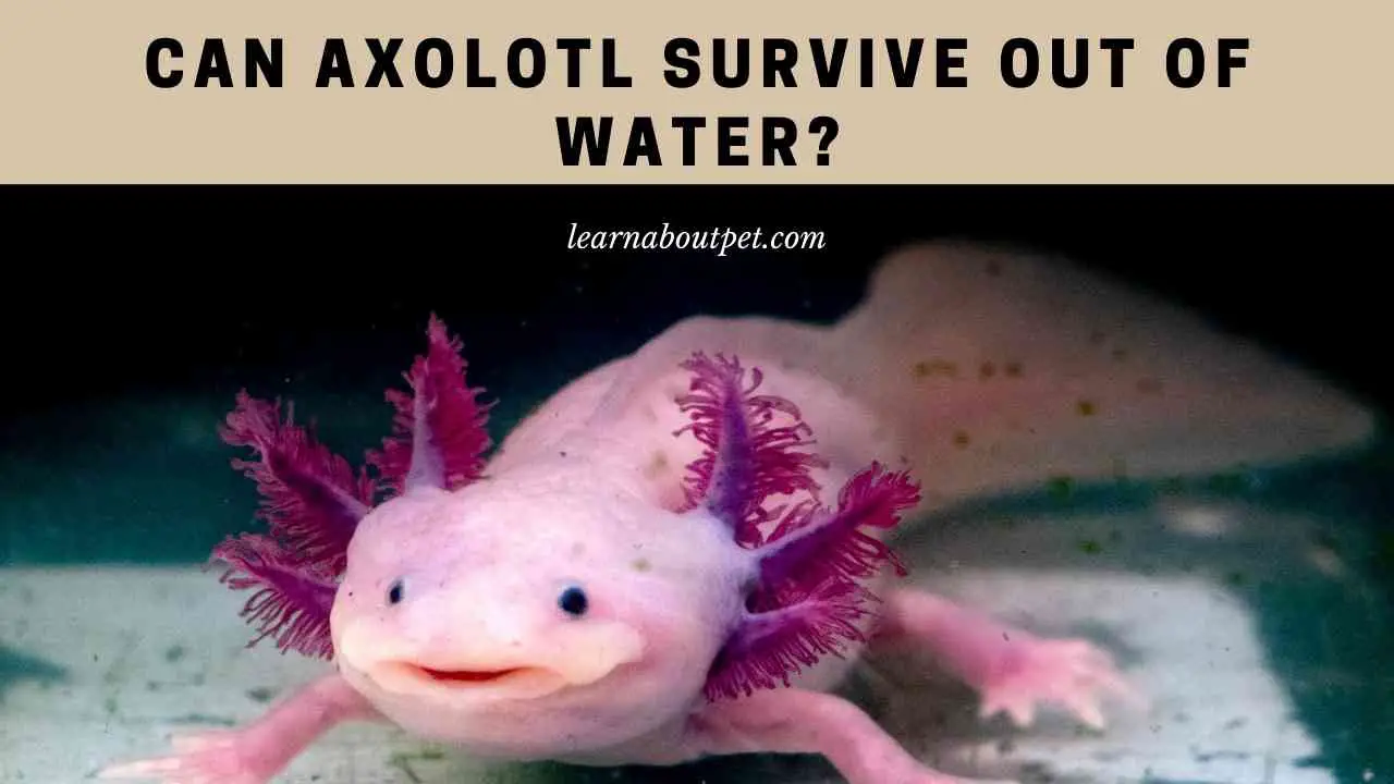 Can Axolotl Survive Out Of Water? (7 Cool Amphibian Facts)