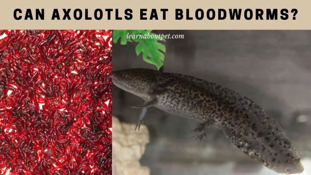 Can axolotls eat bloodworms