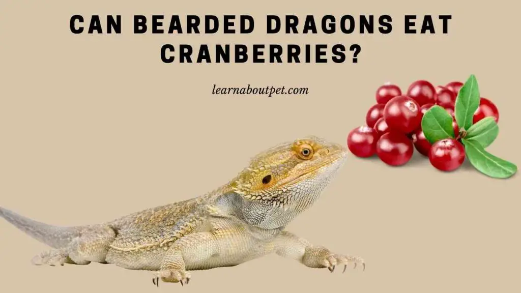 Can bearded dragons eat cranberries