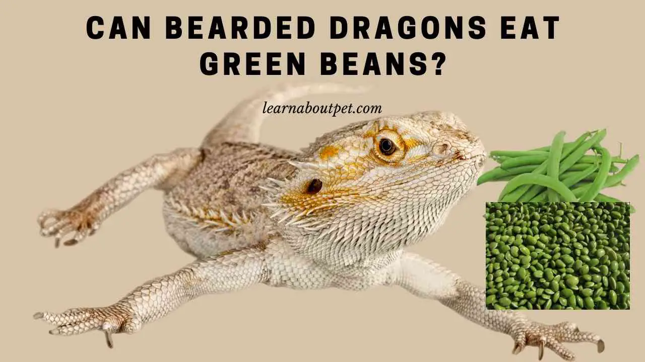 Can Bearded Dragons Eat Green Beans? 7 Clear Facts - 2023