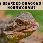 Can bearded dragons eat hornworms