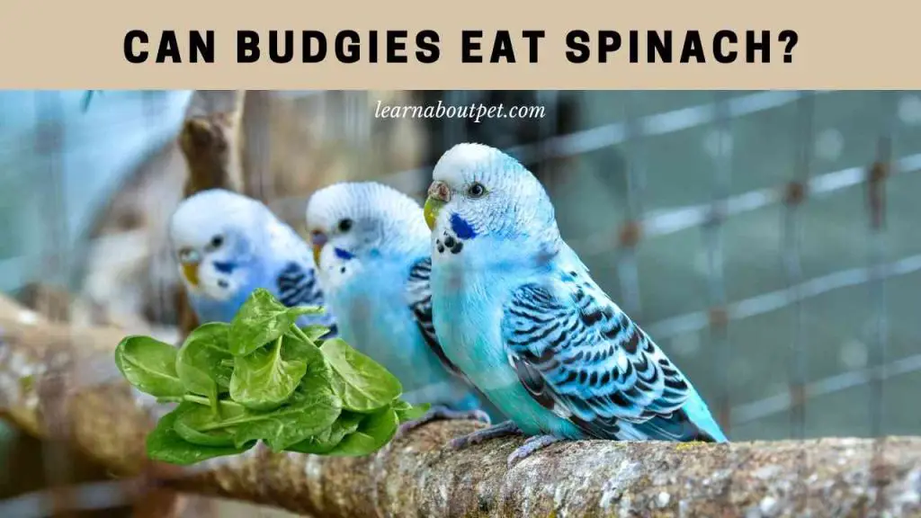 can-budgies-eat-spinach-7-interesting-facts-2024