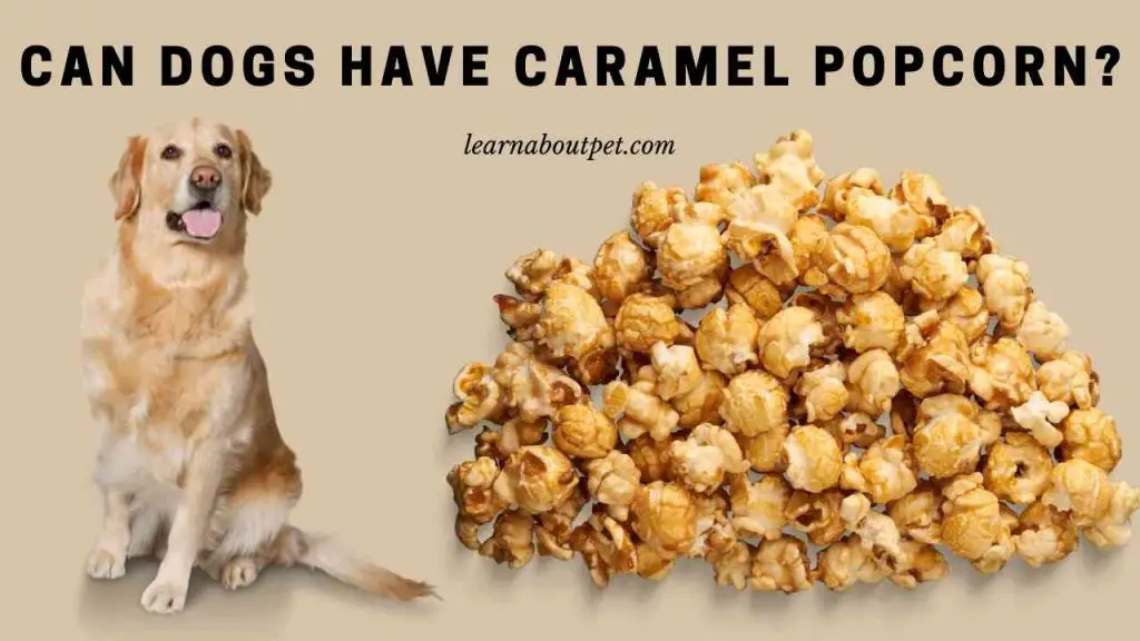 Can dogs have caramel popcorn