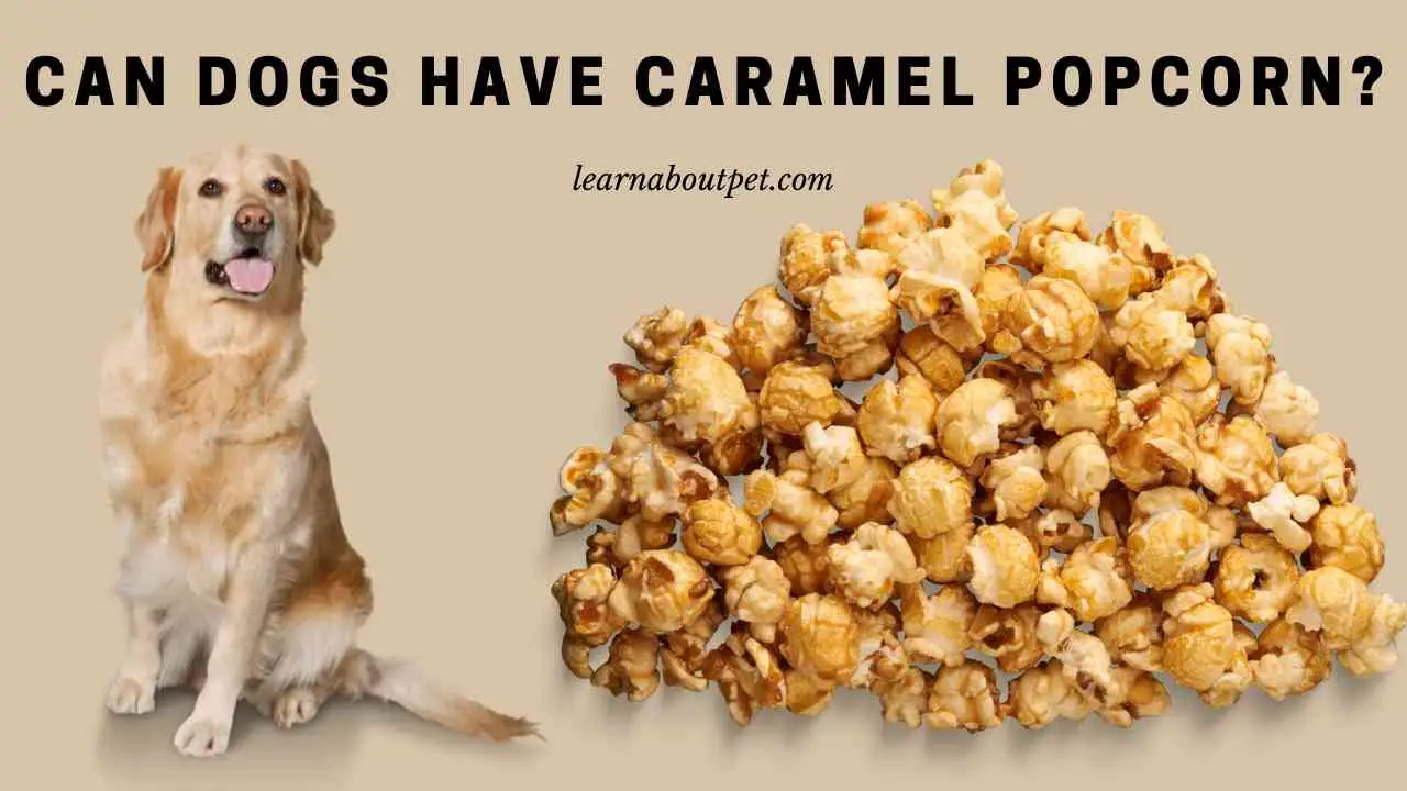 Can Dogs Have Caramel Popcorn? (7 Clear Food Facts) 2024