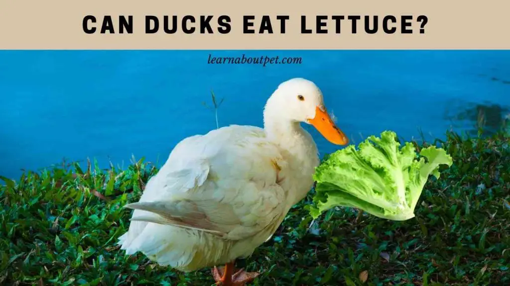 Can ducks eat lettuce
