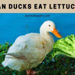 Can Ducks Eat Lettuce? 7 Interesting Food Facts