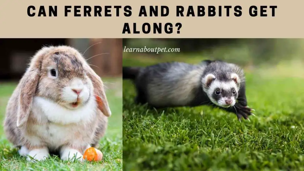 Can ferrets and rabbits get along