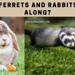 Can Ferrets And Rabbits Get Along? (7 Cool Facts)