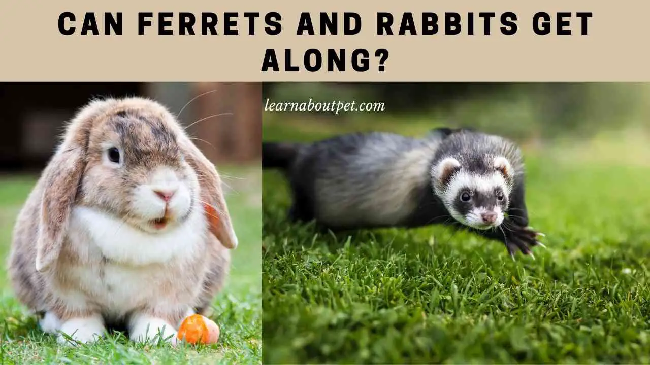 Can Ferrets And Rabbits Get Along? (7 Cool Facts) 2024