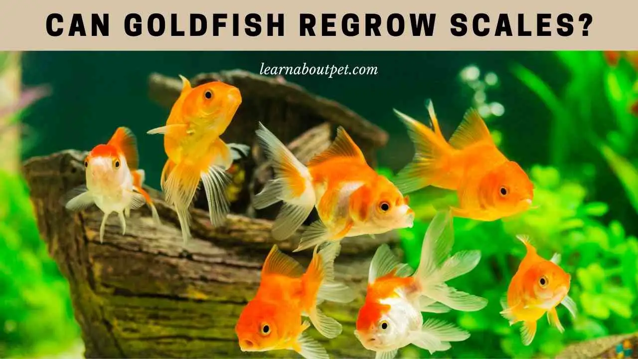 Can Goldfish Regrow Scales? (7 Clear Health Facts) 2023