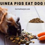 Can Guinea Pigs Eat Dog Food? (7 Interesting Facts)