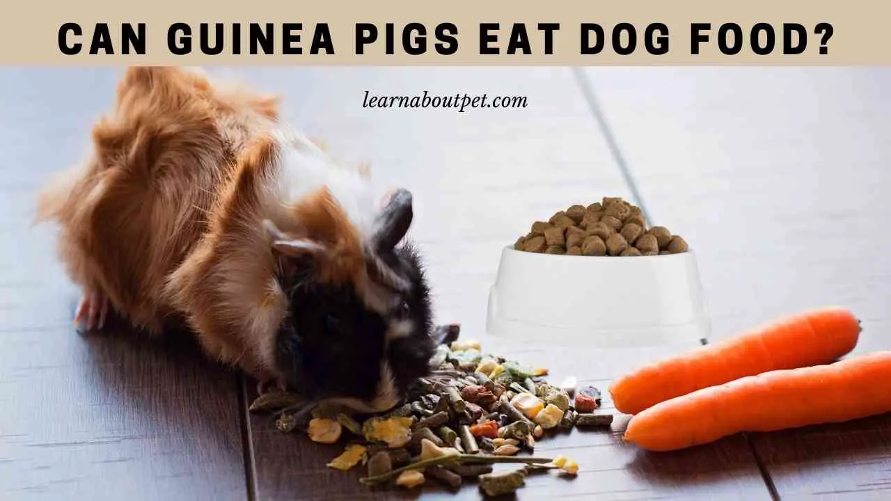 Can Guinea Pigs Eat Dog Food? (7 Interesting Facts) 2023