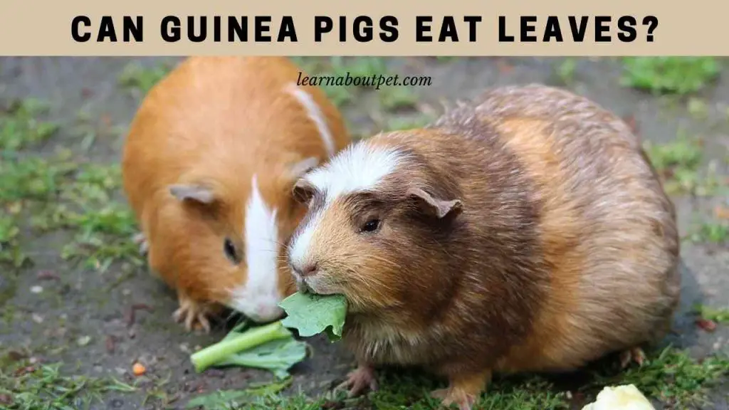 Can Guinea Pigs Eat Leaves? 7 Interesting Food Facts 2024