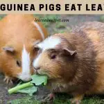 Can Guinea Pigs Eat Leaves? 7 Interesting Food Facts