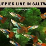 Can Guppies Live In Saltwater? 7 Clear Saltwater Guppies Facts Can guppies live in saltwater