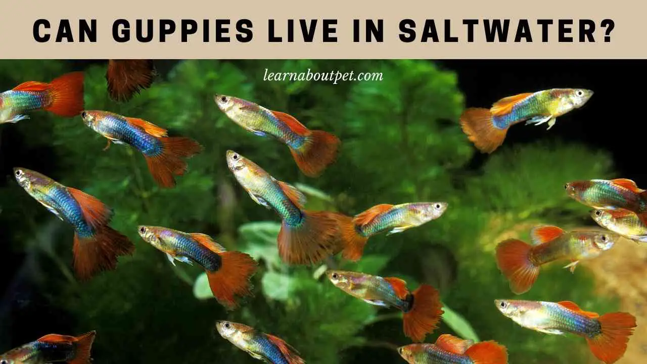 Can Guppies Live In Saltwater? 7 Clear Saltwater Guppies Facts 2024