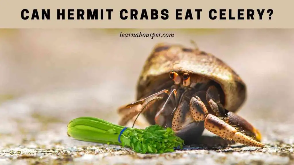 Can hermit crabs eat celery