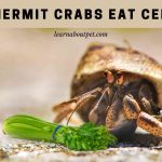 Can hermit crabs eat celery