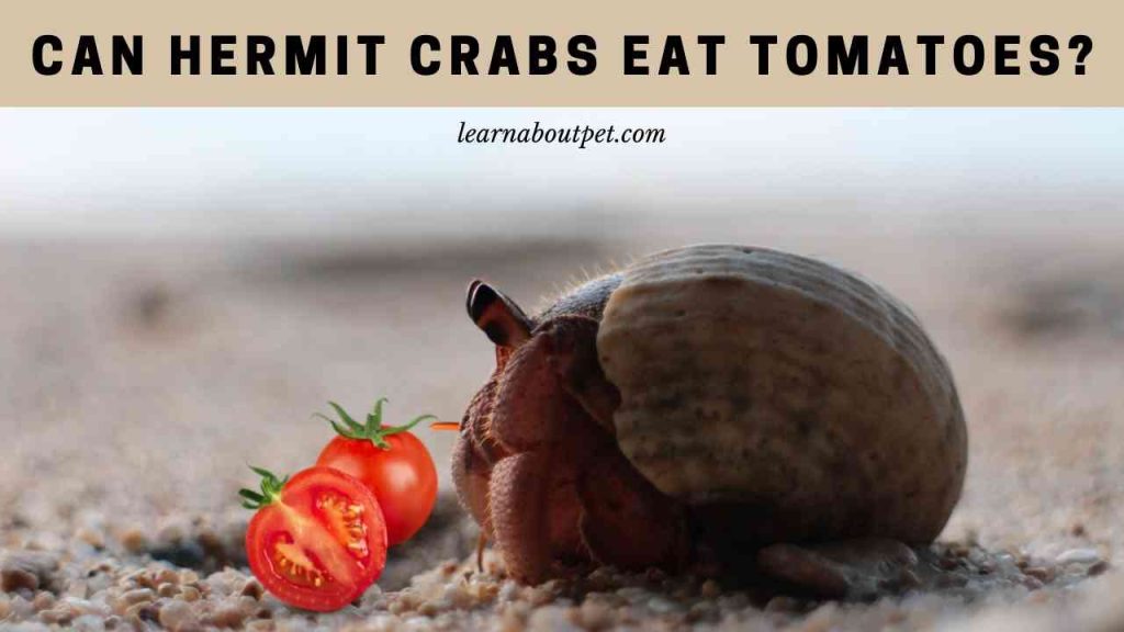 Can hermit crabs eat tomatoes