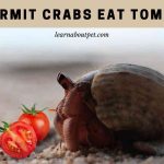 Can hermit crabs eat tomatoes