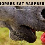 Can Horses Eat Raspberries? 7 Interesting Food Facts