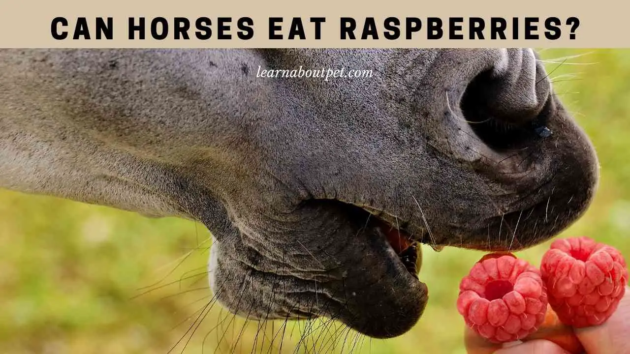Can Horses Eat Raspberries? 7 Interesting Food Facts 2024