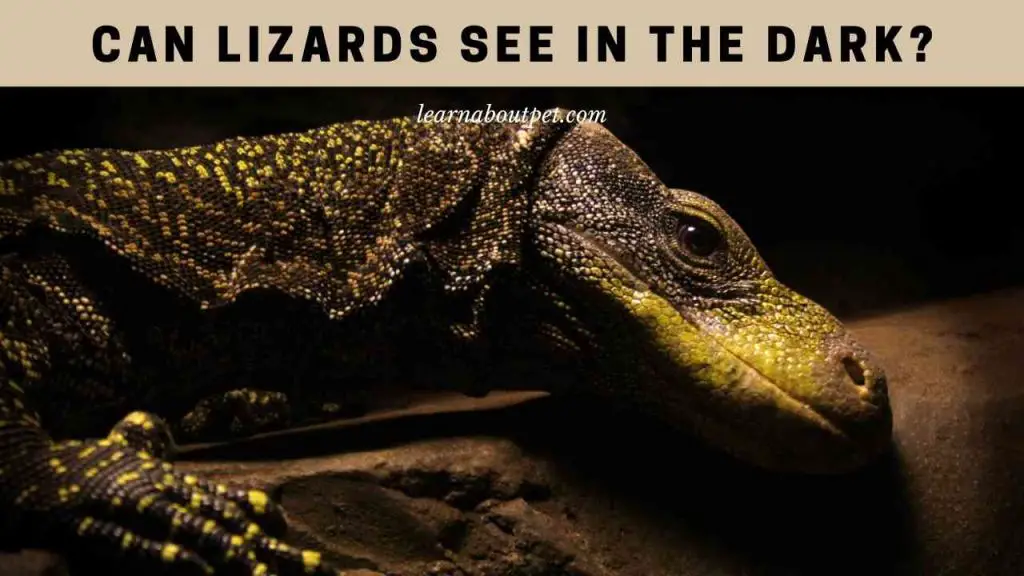 Can lizards see in the dark