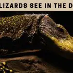 Can Lizards See In The Dark? (7 Clear Vision Facts)