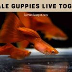 Can Male Guppies Live Together? (9 Interesting Facts)