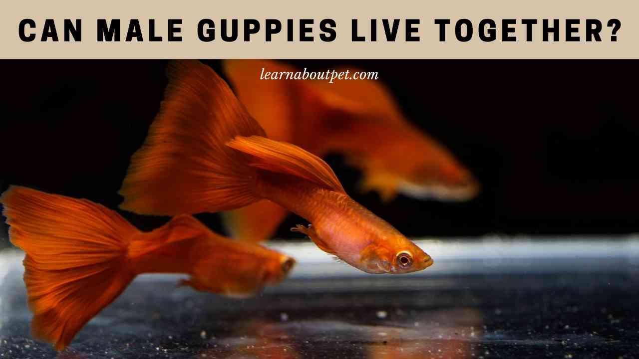 Can Male Guppies Live Together? (9 Interesting Facts) - 2022