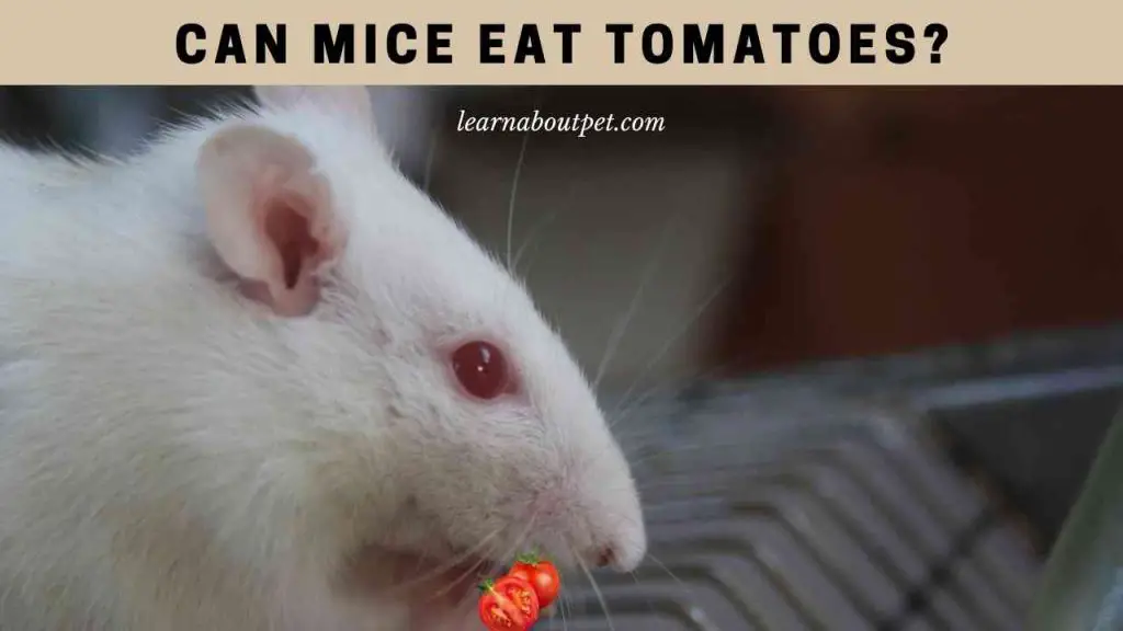 Can mice eat tomatoes