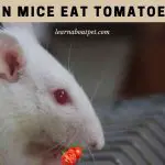 Can Mice Eat Tomatoes? (7 Interesting Food Facts)