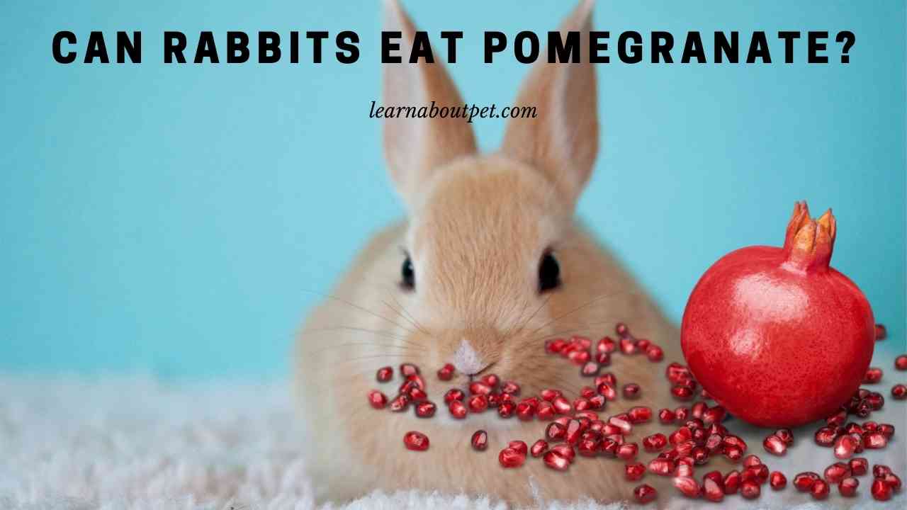 Can Rabbits Eat Pomegranate? (9 Interesting Food Facts) 2024