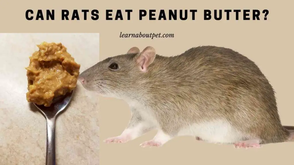 Can rats eat peanut butter