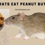 Can rats eat peanut butter