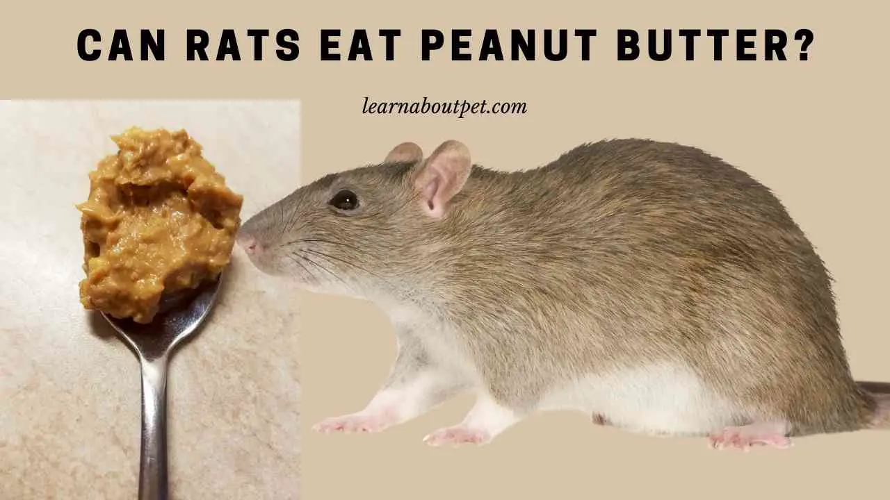 Can Rats Eat Peanut Butter? 7 Interesting Food Facts 2023