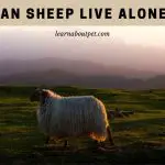 Can Sheep Live Alone? (7 Interesting Facts)